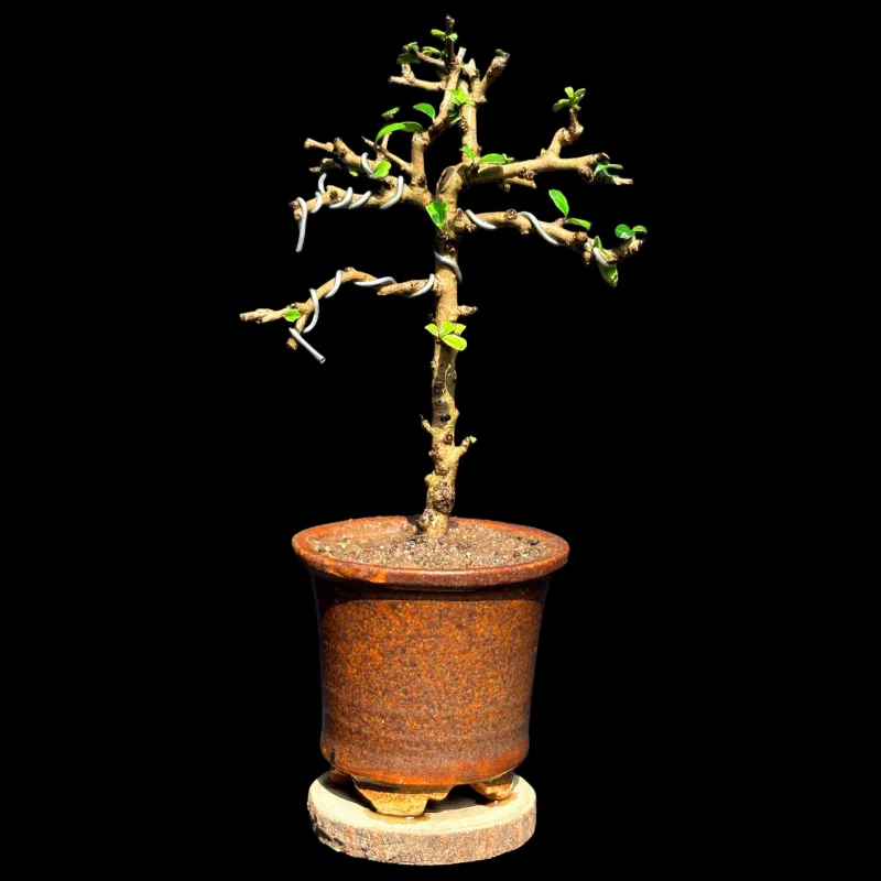 CARMONA MICROPHYLLA